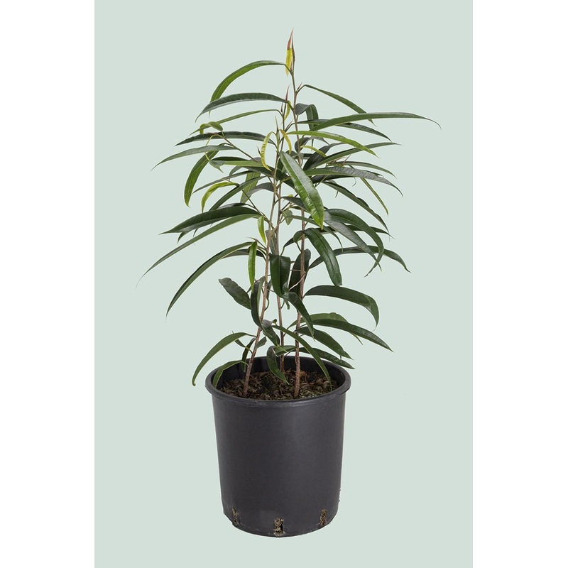 Sabre Leaf Fig (Alii Fig) – Ficus maclellandii 25cm / 10L Large