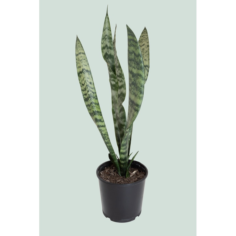 Snake Plant – Dracaena trifasciata (Sansevieria) – 1.3L / 14cm / Small