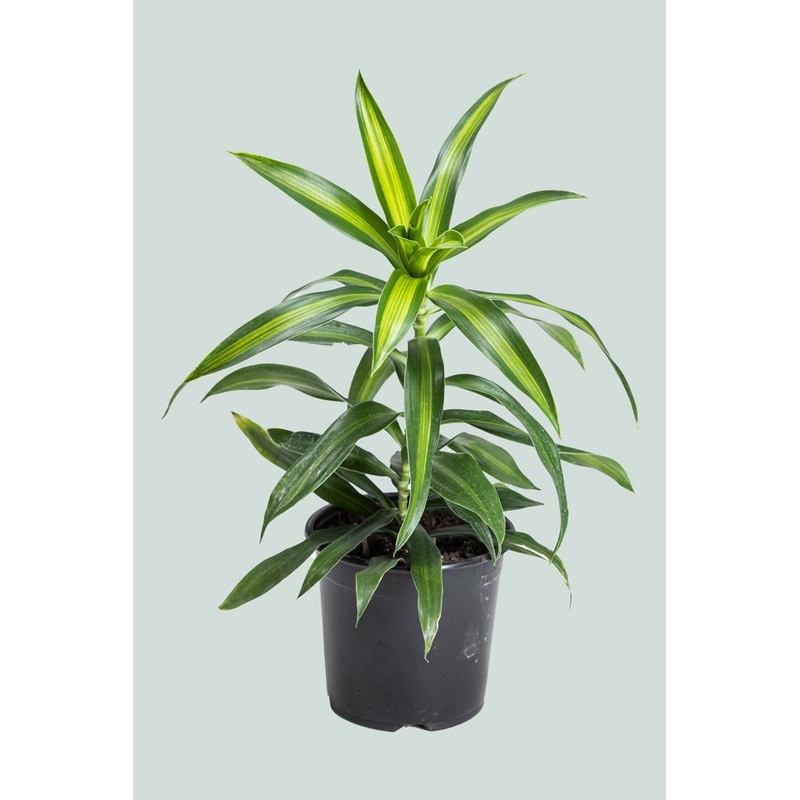 Song of Jamaica – Dracaena reflexa – 1L / 14cm / Small