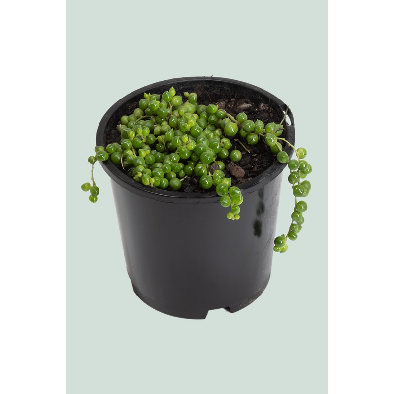 String of Pearls – Senecio rowleyanus – 1L / 14cm / Small