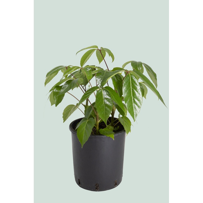 Umbrella Tree – Schefflera amate – 10L / 25cm / Large