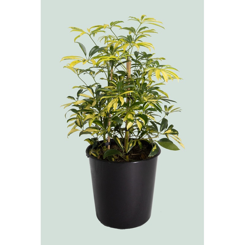 Variegated Dwarf Umbrella Tree – Schefflera arboricola – 10L / 25cm / Large