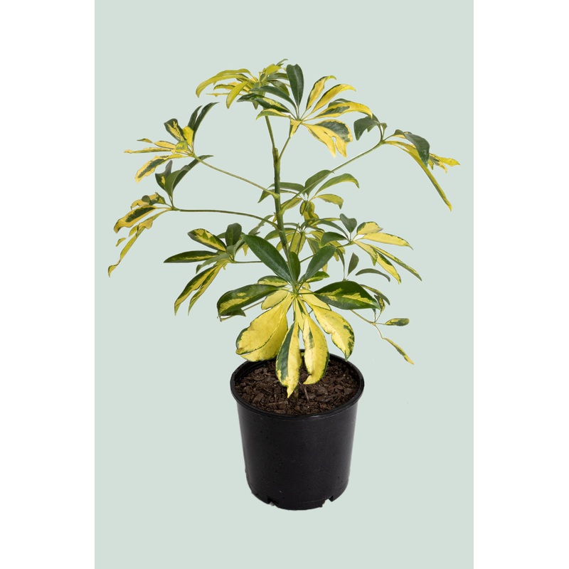 Variegated Dwarf Umbrella Tree – Schefflera arboricola – 2.5L / 17cm / Medium