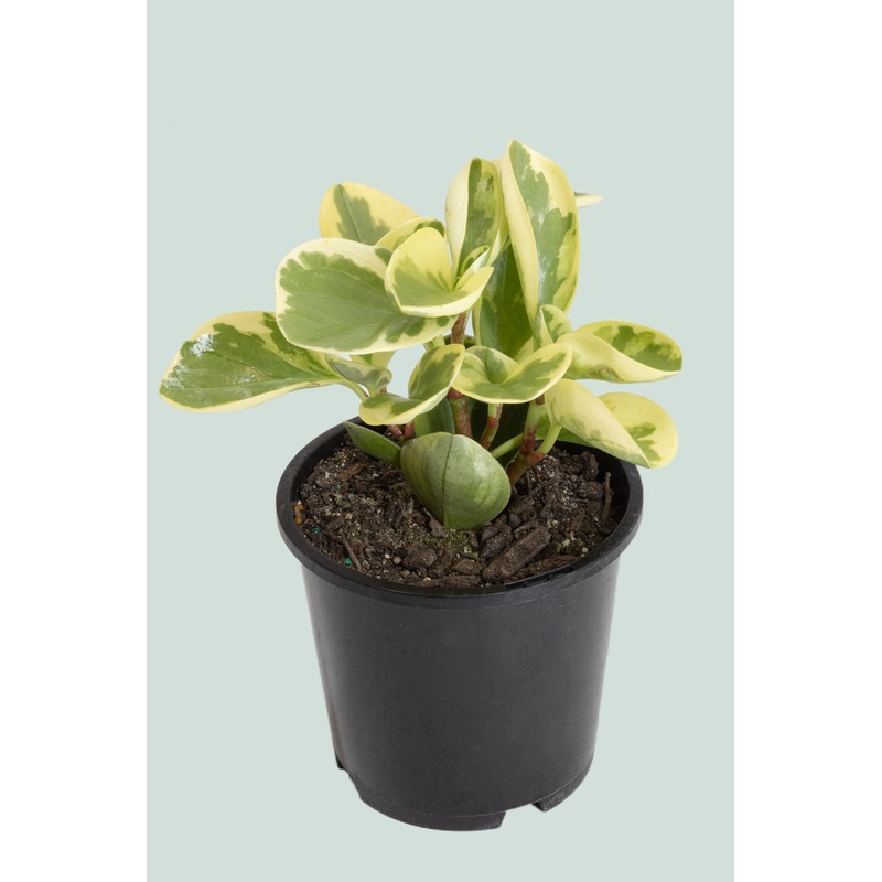 Variegated Peperomia obtusifolia – 1L / 14cm / Small