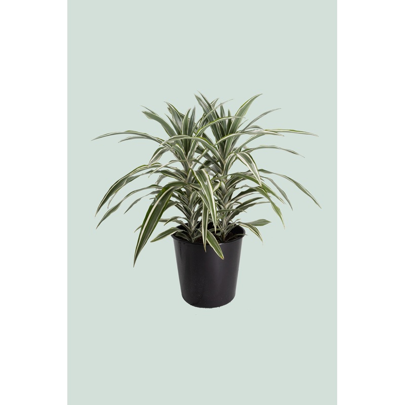 Warneckii – Dracaena fragrans – 10L / 25cm / Large