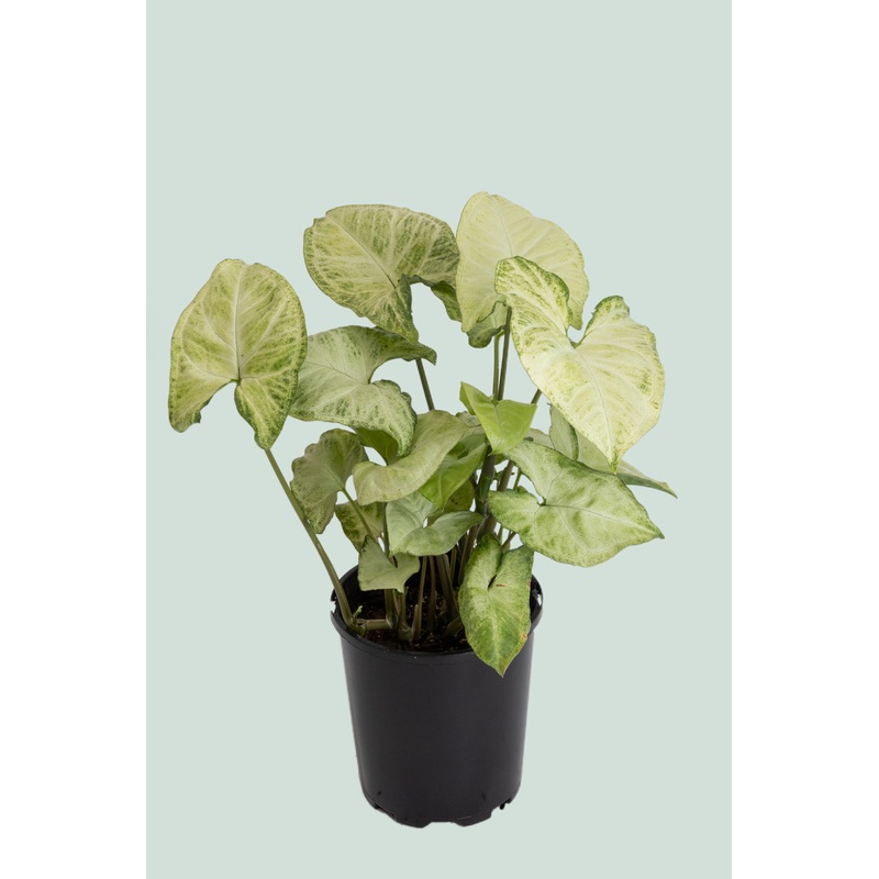 White Butterfly – Syngonium podophyllum – 1L / 14cm / Small