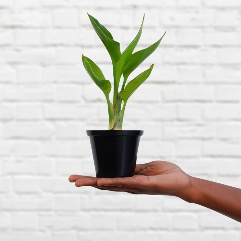Wild Banana – Mini|10cm Nursery Pot