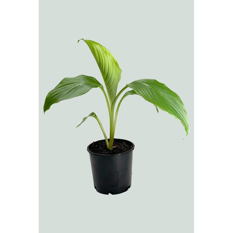 Abyssinian Banana – Ensete ventricosum – 10L / 25cm / Large