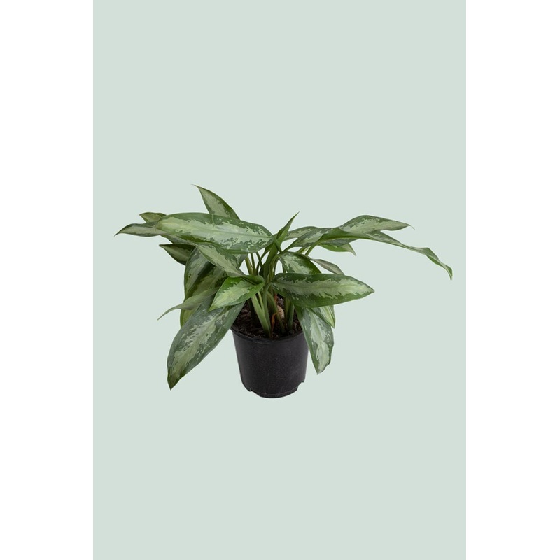 Aglaonema nitidum – Jubilee – Small