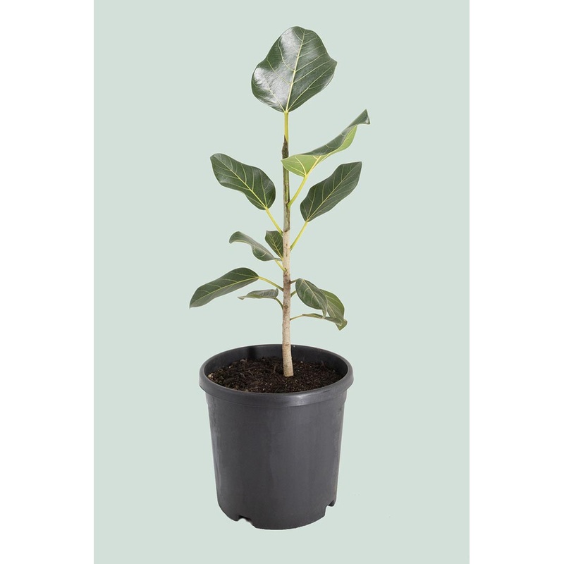 Audrey – Ficus benghalensis – 17cm / 2.5L Medium