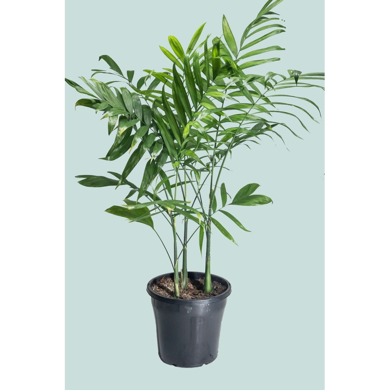 Bamboo Palm – Chamaedorea microspadix – 10L / 25cm / Large