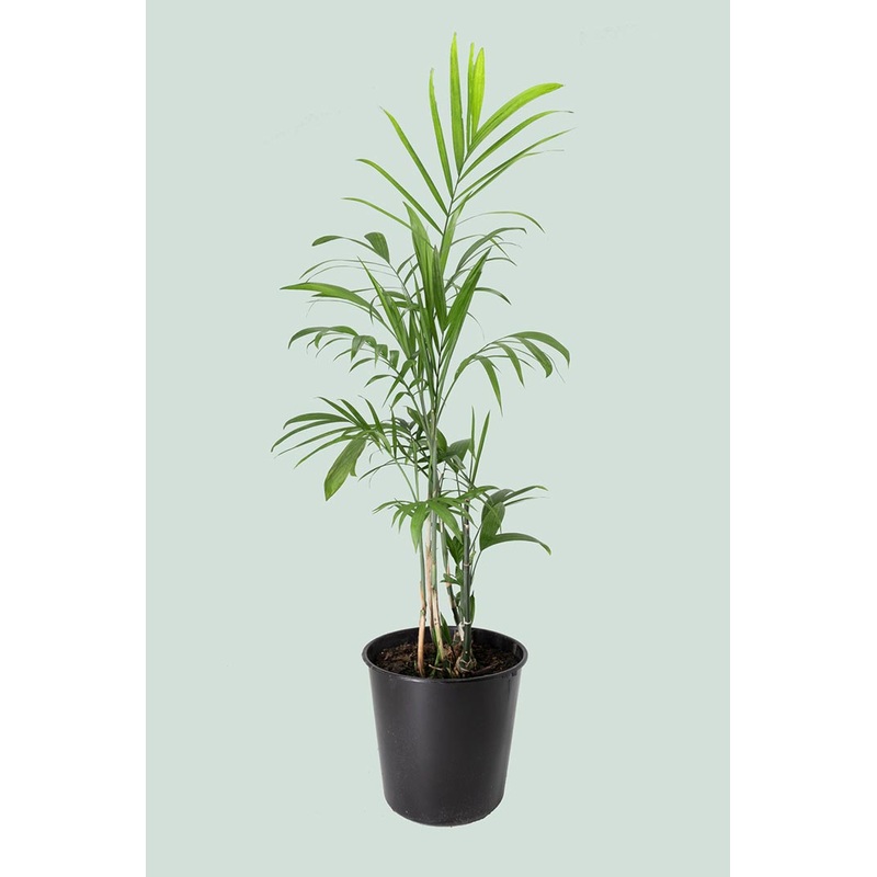 Bamboo Palm – Chamaedorea seifritzii – 10L / 25cm / Large