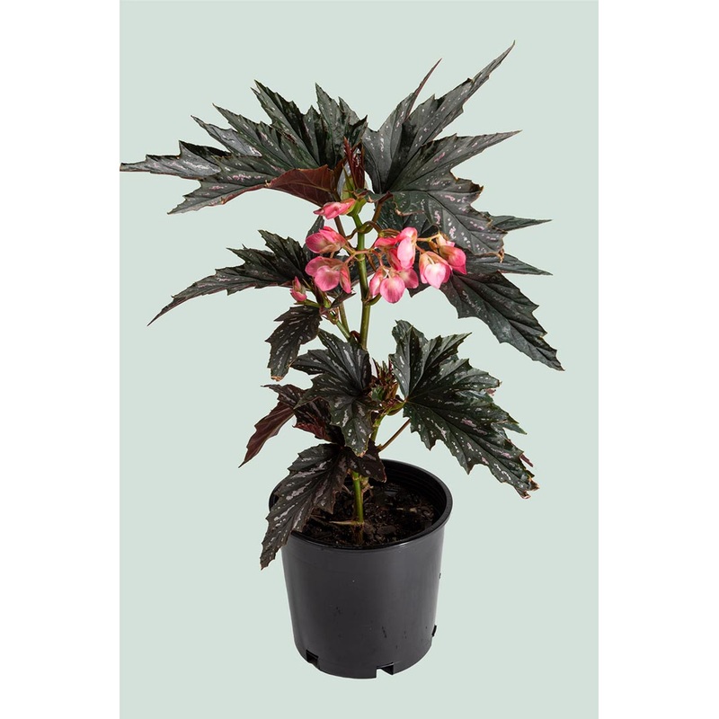Begonia ‘Dragon Wings’ – 2.5L / 17cm / Medium