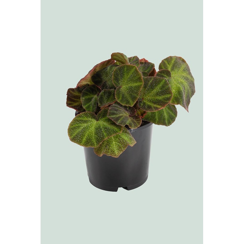 Begonia ‘Lizard Leg’ – 1L / 14cm / Small