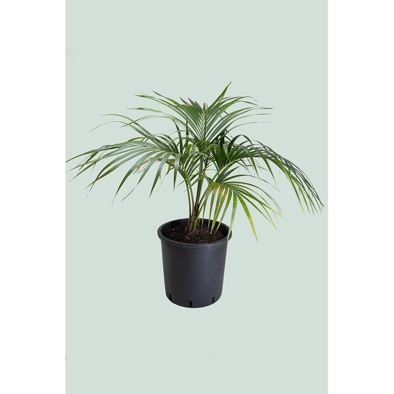 Belmore Sentry Palm – Howea belmoreana – 10L / 25cm / Large