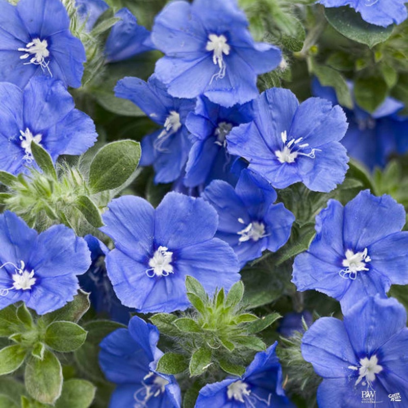 Blue My Mind Dwarf Morning Glory