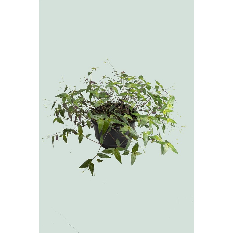 Bridal Veil – Tradescantia multiflora – 2L / 17cm / Medium