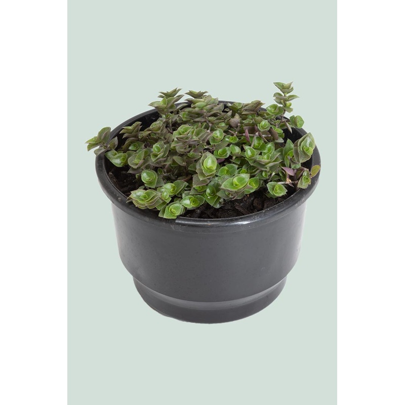 Bubble Plant – Callisia repens – 14cm / 1L / Small