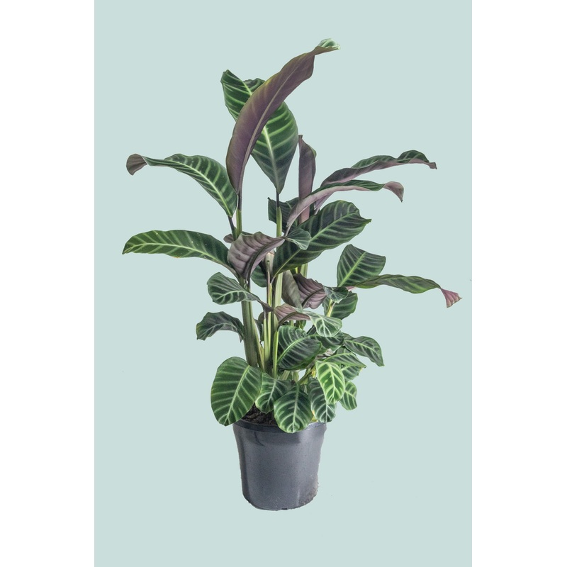 Calathea zebrina  – 10L / 25cm / Large