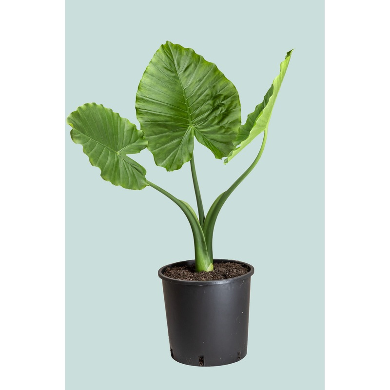 California Elephant Ear – Alocasia odora – 10L / 25cm / Large