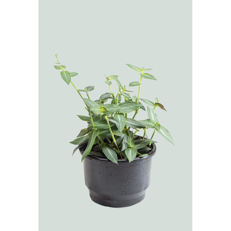 Callisia gentlei var. Elegans – 2L / 17cm / Medium