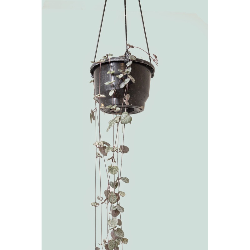 Chain of Hearts – Ceropegia woodii – 1L / 14cm / Small