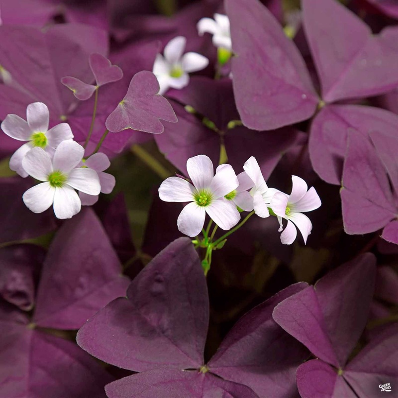 Charmed Wine Shamrock|Quart|Quart [v::tx]
