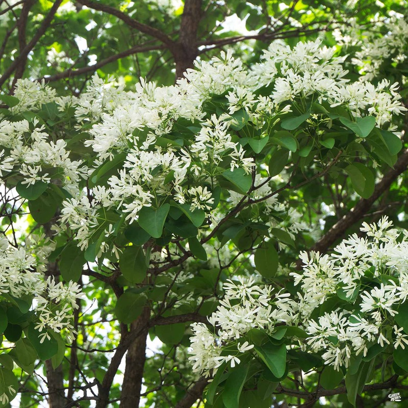 Chinese Fringe Tree|15 gal [v::tx]