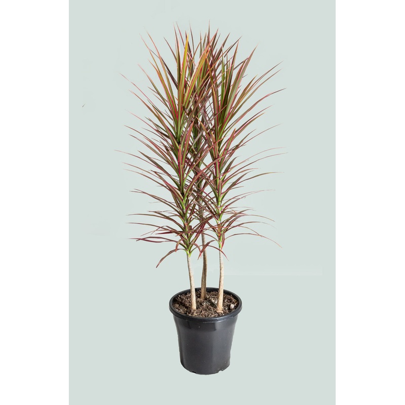 Colourama Dragon Tree – Dracaena marginata – 10L / 25cm / Large