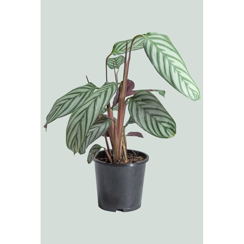 Ctenanthe oppenheimiana – 1L / 14cm / Small