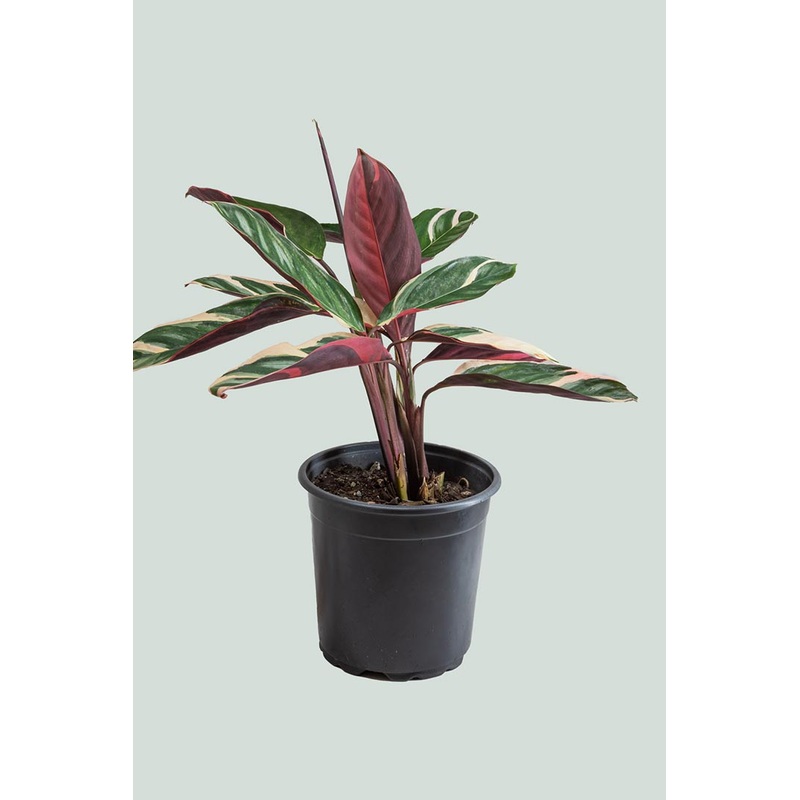Ctenanthe oppenheimiana Tricolour – 1L / 14cm / Small