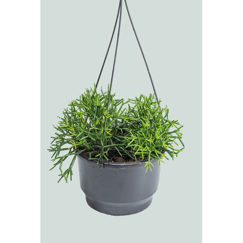 Dancing Bones Cactus – Hatiora salicornioides – 2L / 17cm / Medium