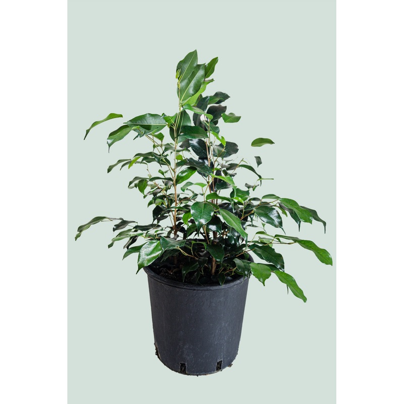 Danielle – Dark & Compact – Weeping Fig – Ficus benjamina – 10L / 25cm / Large