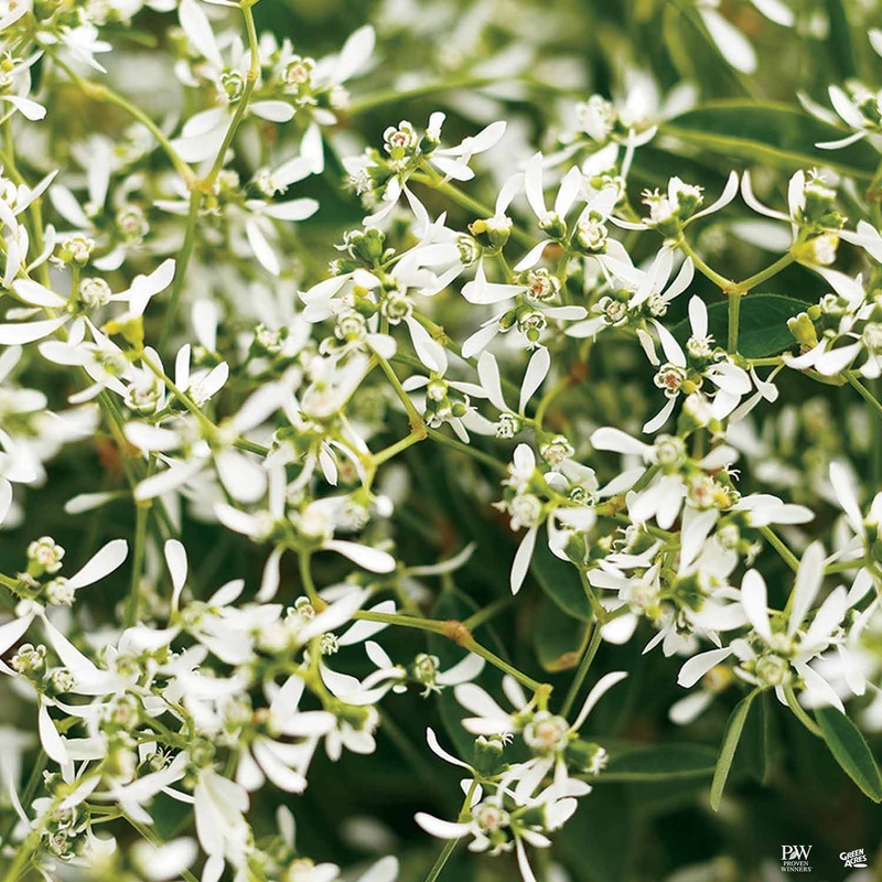 Diamond Frost Euphorbia|Quart|Quart [v::tx]