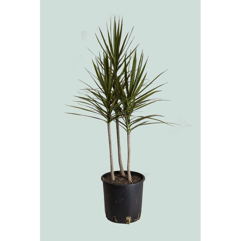 Dragon Tree – Dracaena marginata – 10L / 25cm / Large