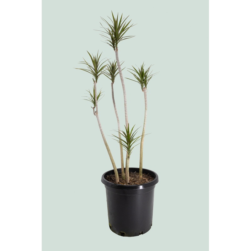 Dragon Tree – Dracaena marginata – 13L / 33cm / XL