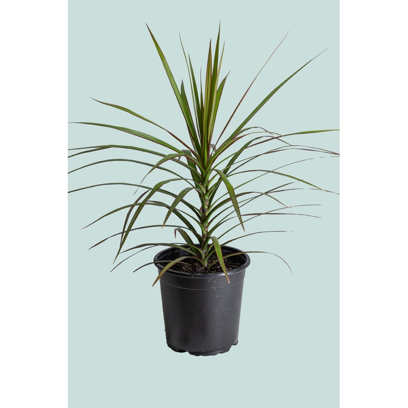 Dragon Tree – Dracaena marginata – 2L / 17cm / Medium