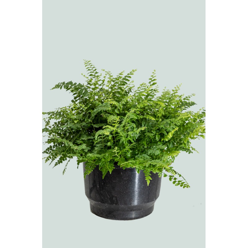 Dwarf Boston Fern – Nephrolepis exaltata – 2L / 17cm / Medium