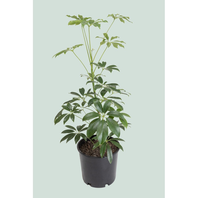 Dwarf Umbrella Tree – Schefflera arboricola – 2.5L / 17cm / Medium
