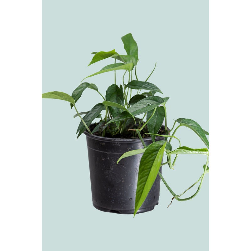 Epipremnum pinnatum – 1L / 14cm / Small