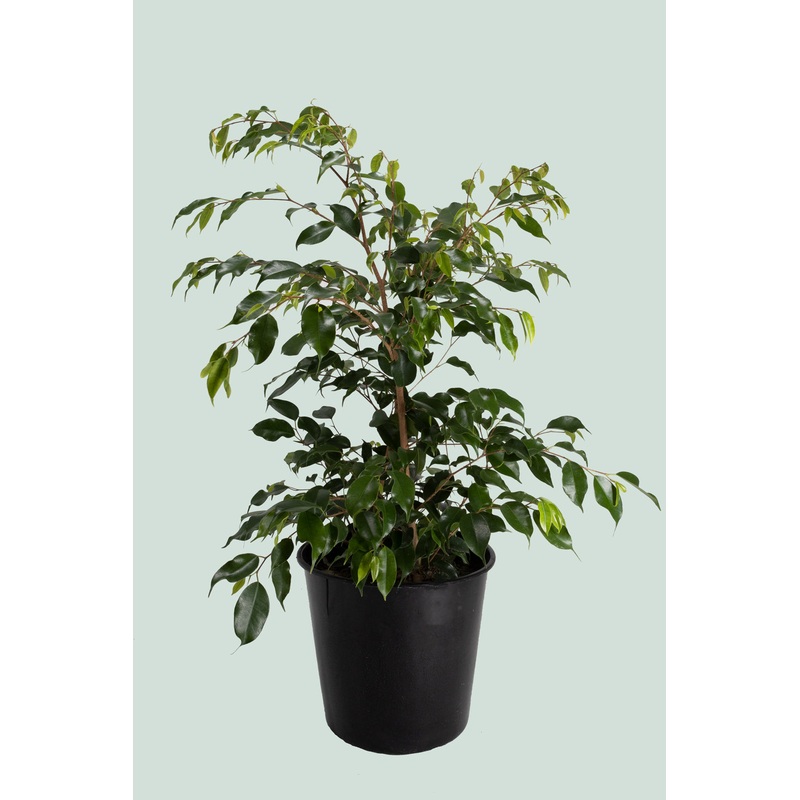 Evergreen Weeping Fig – Ficus benjamina – 10L / 25cm / Large