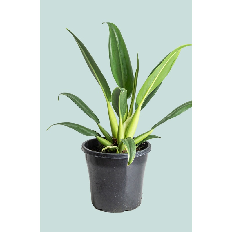 Fat Boy – Philodendron martianum  – 10L / 25cm / Large