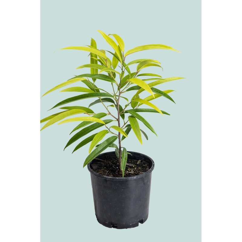 Ficus maclellandii ‘Aurea’- 2.5L / 17cm / Medium