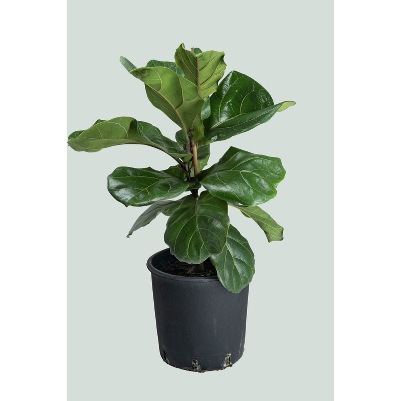 Fiddle Leaf Fig – Ficus lyrata – 10L / 25cm / Large