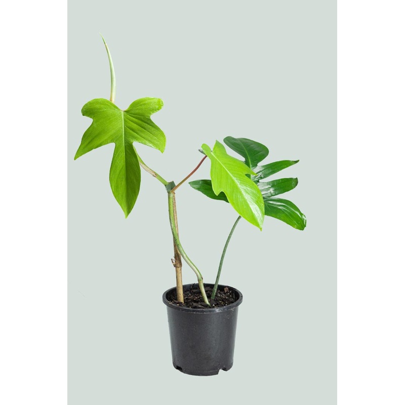 Florida – Philodendron hybrid squamiferum X pedatum – 1L / 14cm / Small