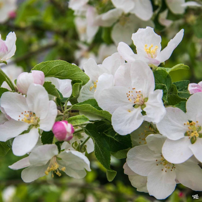 Flowering Crabapple ‘Sugar Tyme’