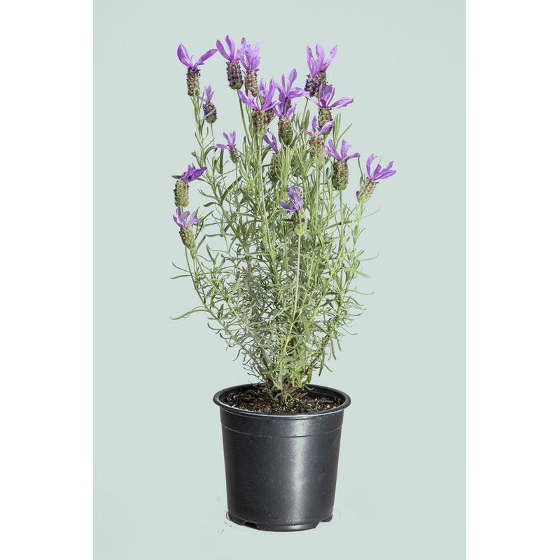 French Lavender ‘Bee Brilliant’ – Lavender stoechas – 1L / 14cm / Small
