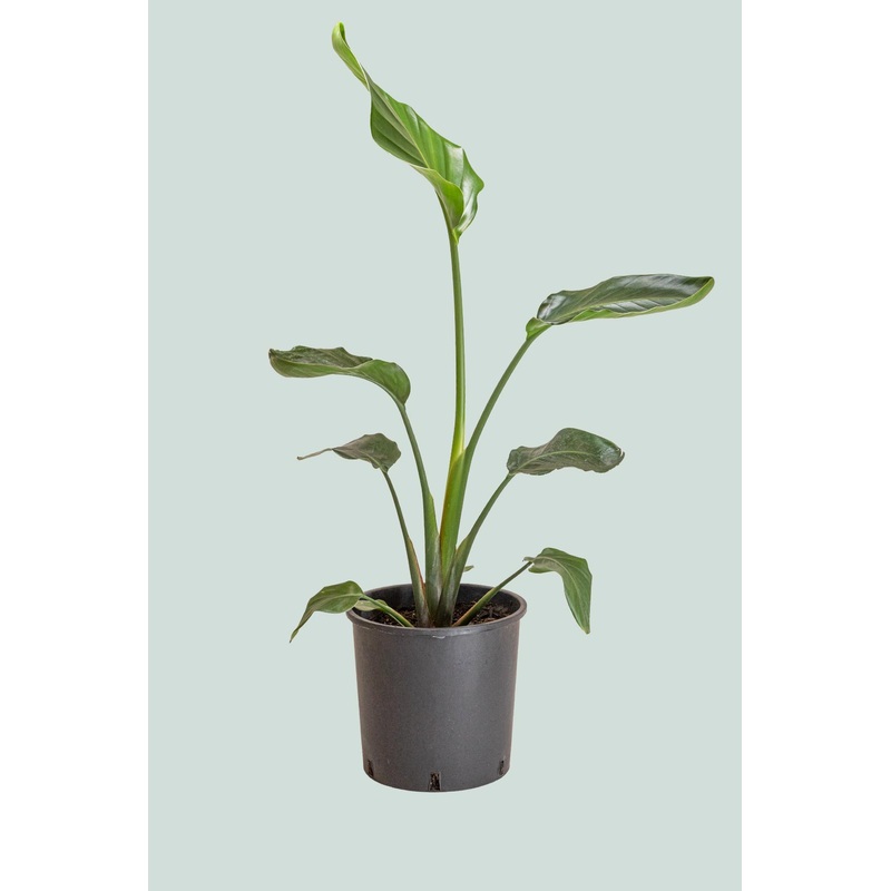 Giant Bird of Paradise – Strelitzia nicolai – 10L / 25cm / L