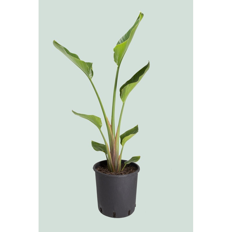 Giant Bird of Paradise – Strelitzia nicolai – 10L / 25cm / XL
