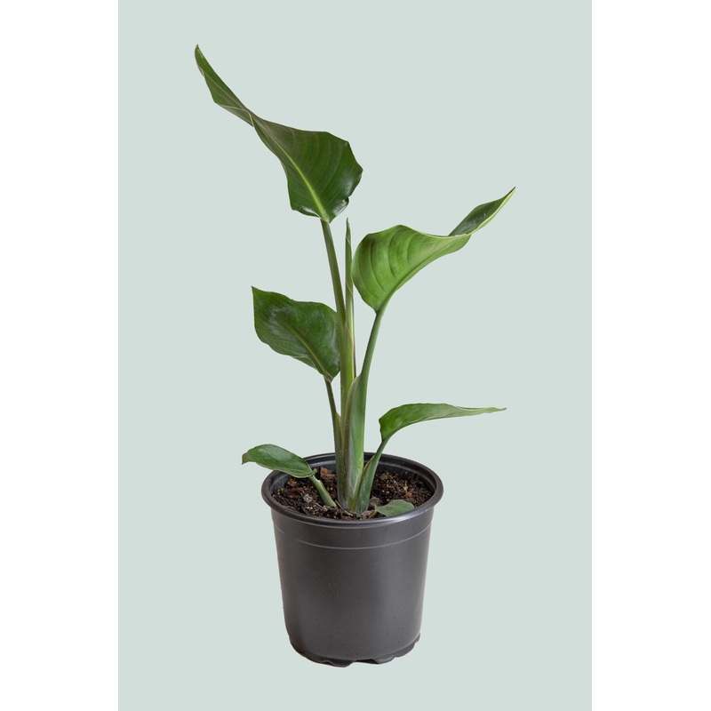 Giant Bird of Paradise – Strelitzia nicolai – 2.5L / 17cm / Medium